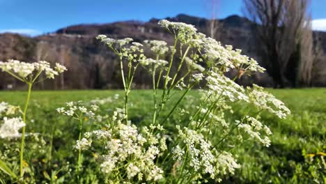 Primer-Plano-De-Una-Hermosa-Planta-De-Perejil-De-Vaca-Blanco-Contra-Un-Fondo-De-Cielo-Azul-Y-Un-Prado-Verde