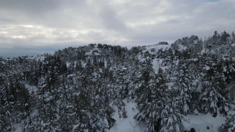 Colina-Del-Bosque-Nevado