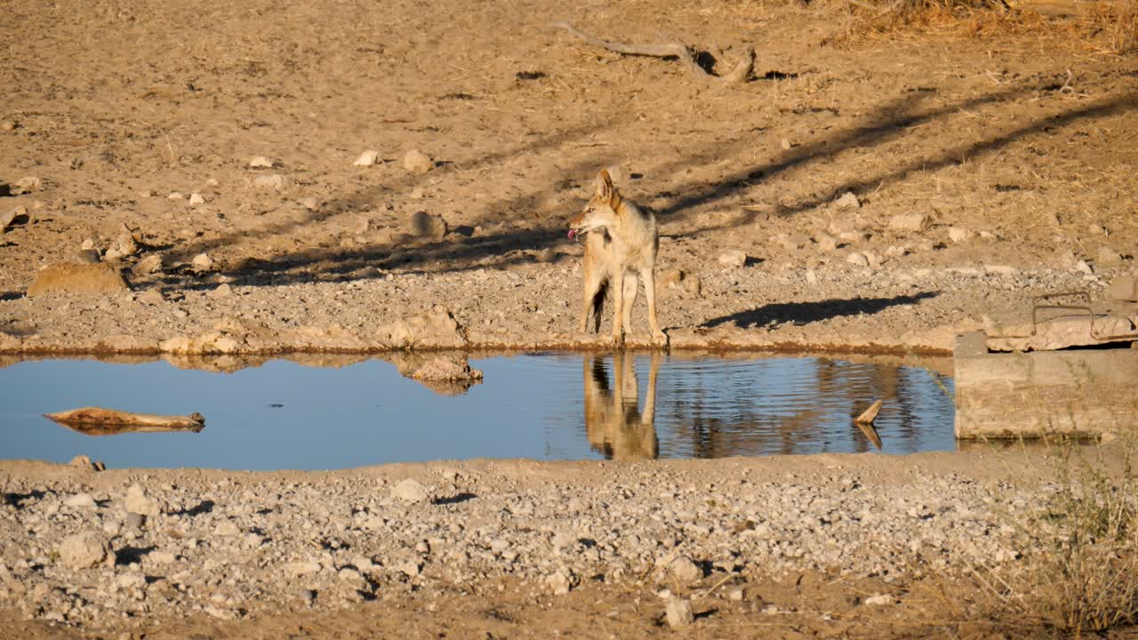 un chacal de lomo negro apaga su sed en un pozo de agua durante la puesta de sol en sudáfrica