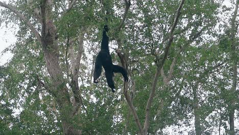 black macaque catches banana hanging on green tree branch