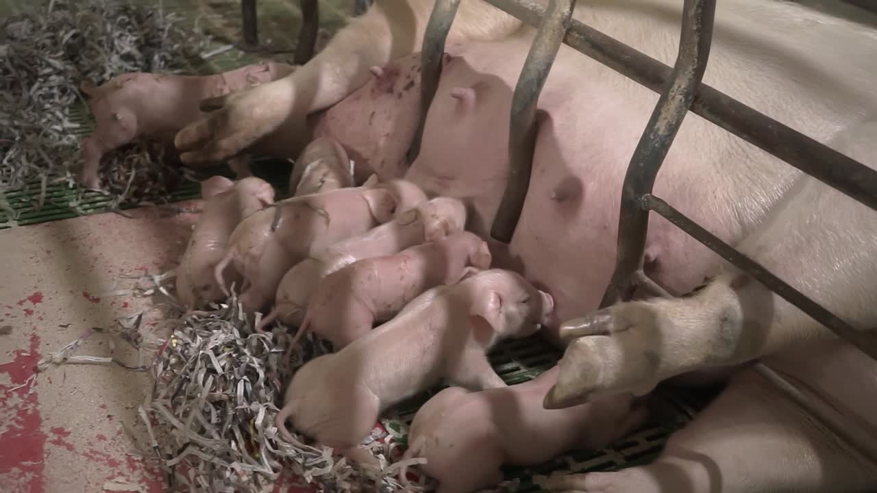 Mother pig lying in metal enclosure with piglets