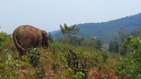 Asiatische-Elefanten-In-Einem-Elefantenschutzgebiet-In-Chiang-Mai,-Thailand