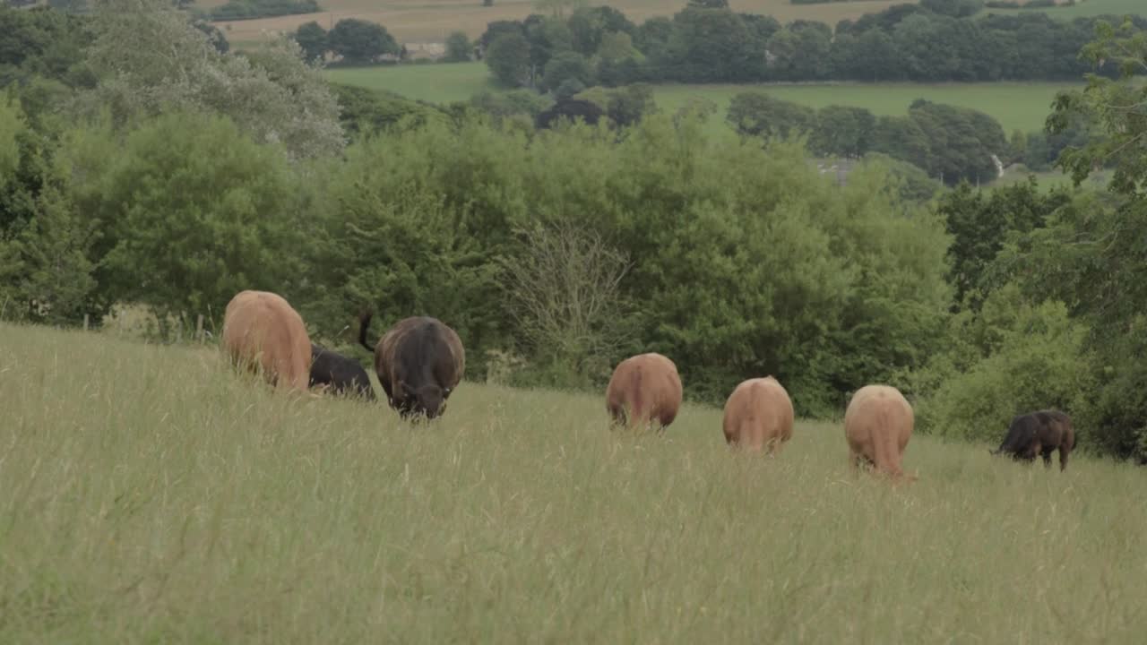 Mandria di mucche marroni e nere che pascolano nelle campagne dello Yorkshire