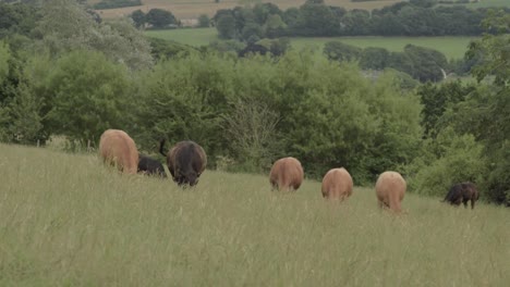 herd of brown and black cows grazing in yorkshire farmland