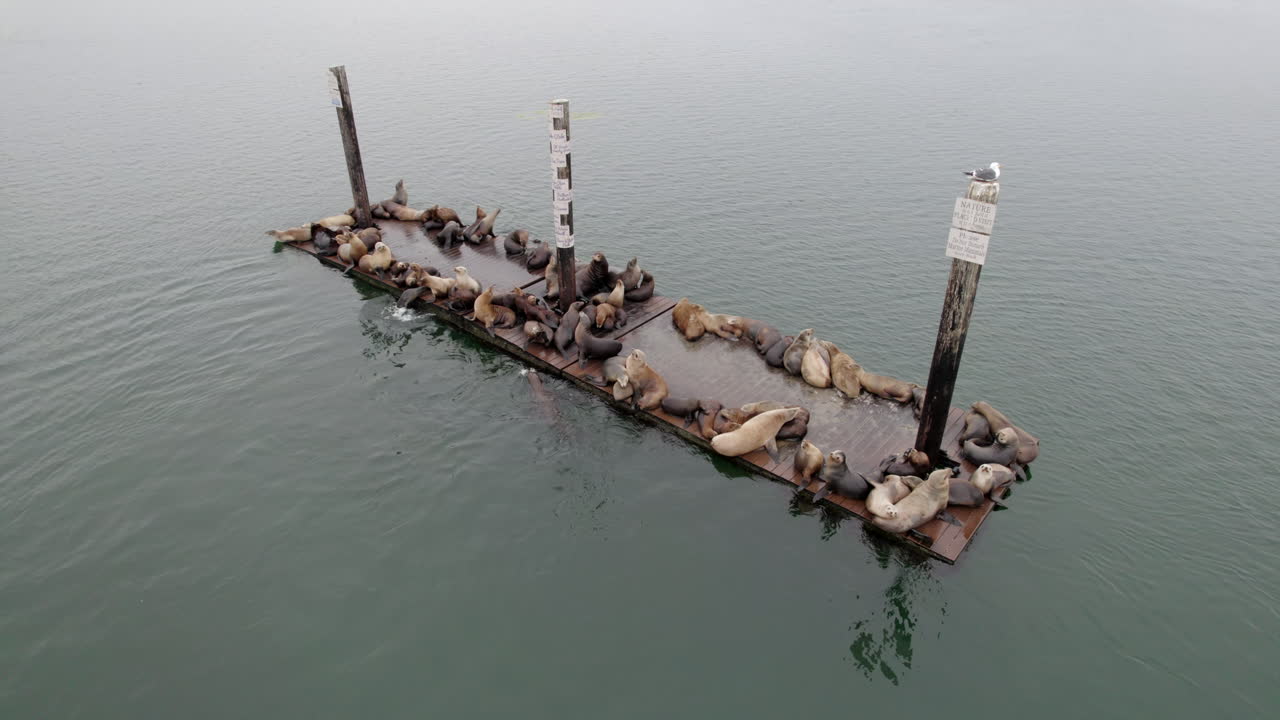 바다표범과 잔점박이물범이 떠다니는 플랫폼에서 자고 쉬는 모습을 공중에서 본 모습