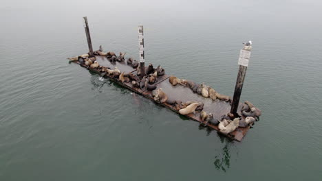 Vista-Aérea-De-Lobos-Marinos-Y-Focas-De-Puerto-Durmiendo-Y-Descansando-En-Plataformas-Flotantes