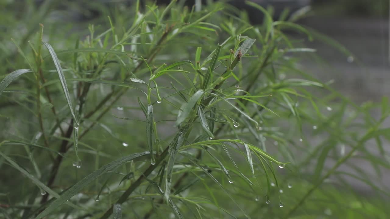 fuertes lluvias y viento en la planta verde afuera