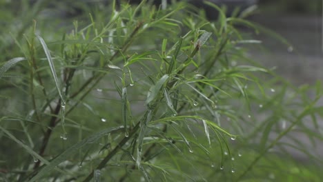 Fuertes-Lluvias-Y-Viento-En-La-Planta-Verde-Afuera