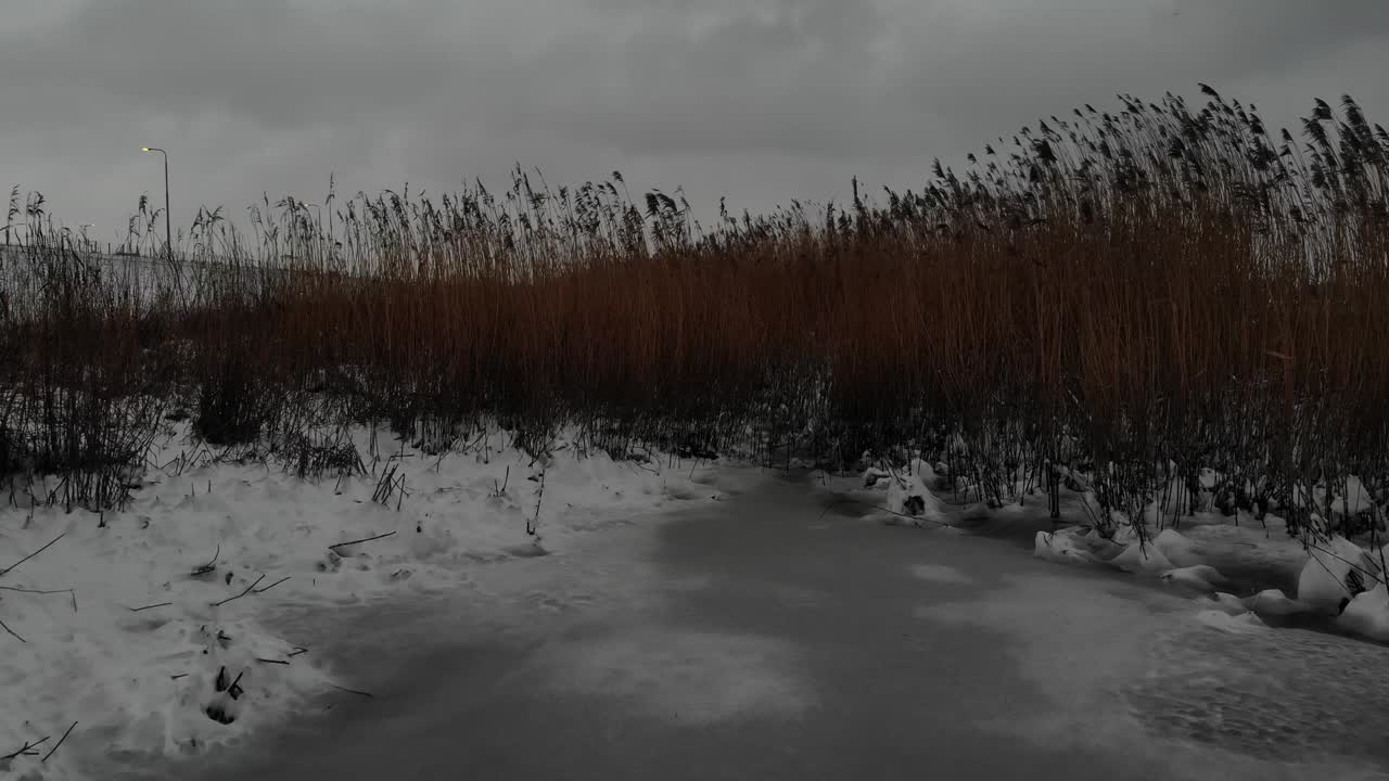 Tall Wild Grass In Snowy Landscape On A Winter Day -  medium shot