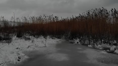 tall wild grass in snowy landscape on a winter day -  medium shot
