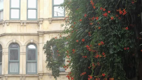 rainy day in the city with flowers