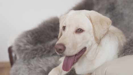 dog's breathing with the tongue out, lying on the wool sofa and then suddenly stand up and moving forward