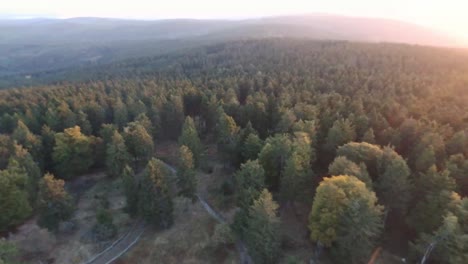 Fliegen-In-Richtung-Sonne-über-Wald