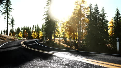 forest-road-under-sunset-sunbeams