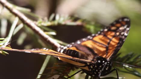 mariposa 65