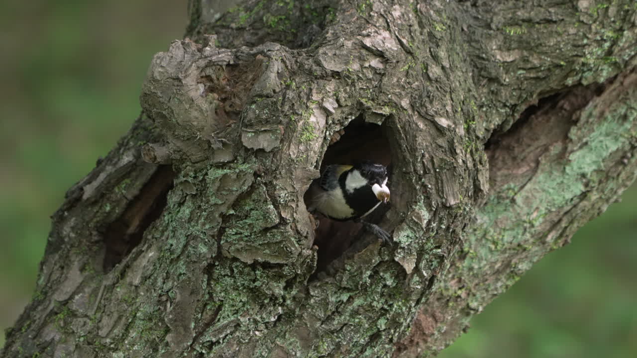 teta japonesa sacando un saco fecal de un nido en el hueco del árbol en saitama, japón - primer plano