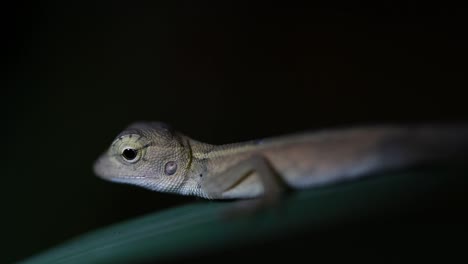 El-Lagarto-De-Jardín-Oriental-También-Se-Llama-Lagarto-De-Jardín-Oriental,-Chupasangre-Y-Lagarto-Cambiable