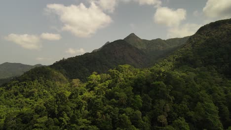 tilt down shot of jungle rain forest and mountains on the island of koh chang, thailand