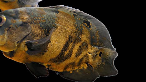 amazon tropical fish - tiger oscar, black background, chroma key