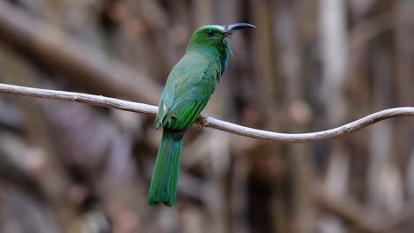 el abejaruco de barba azul se encuentra en la península de malaya, incluida tailandia, en claros de bosques particulares