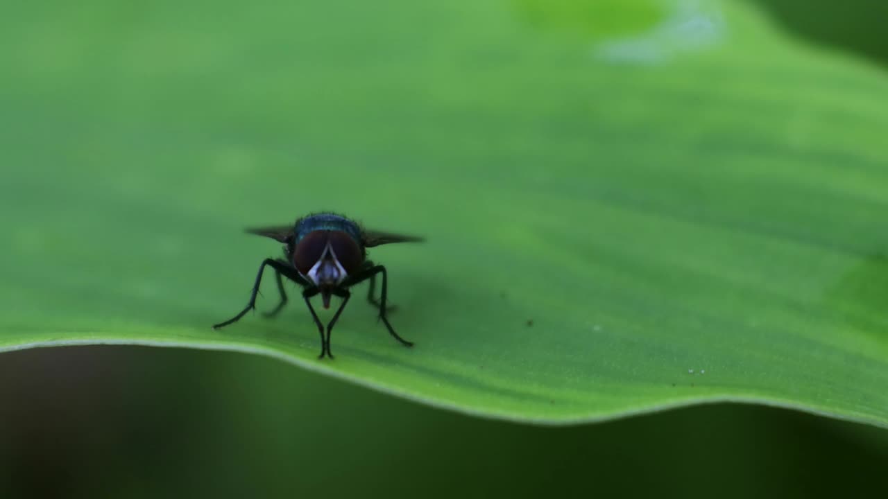 식물의 잎에 비행