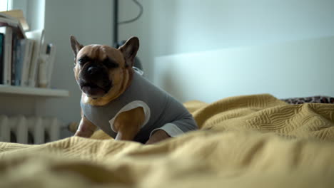 dressed up french bulldog sitting on the bed and licking his paws