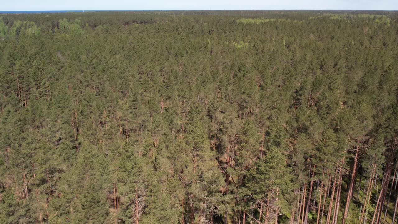 una vista aérea de un exuberante bosque de pinos