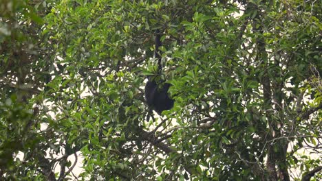 el gibón siamang come hojas en la selva tropical