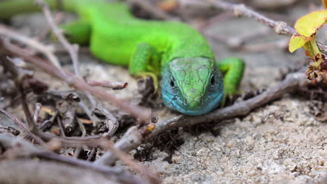 small green lizard blink with one eye to the camera, funny lizard