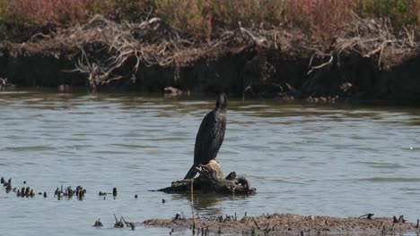 De-Pie-Sobre-Un-Tocón-De-Manglar-Mientras-Se-Sacude-Y-Gira-La-Cabeza,-Pequeño-Cormorán-Microcarbo-Niger,-Tailandia