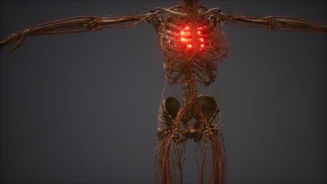 animación cg de un corazón humano enfermo