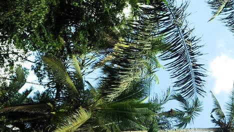 Slow-motion-tilt-up-shot-of-the-jungle-in-bali-during-an-adventurous-trip-with-view-of-the-trees-and-palm-trees-with-blue-sky-on-a-summer-tropical-day