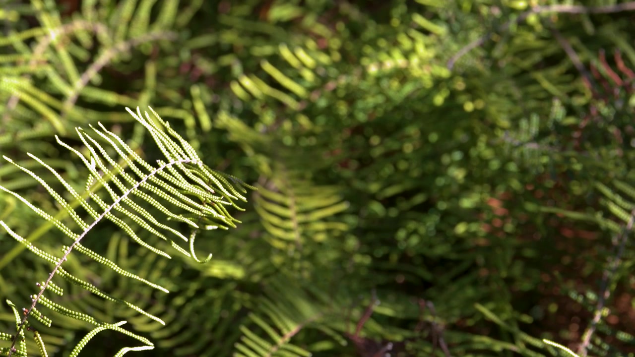 Primo piano di felci verdi vivaci che ondeggiano alla luce naturale del sole in una lussureggiante foresta australiana.