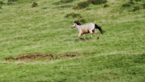 some savage horses run free on a green hill 01