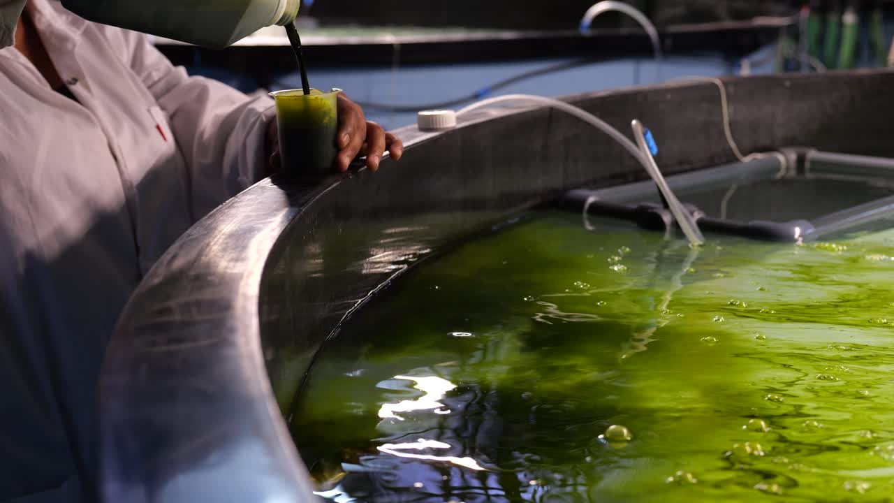 아르테미아 또는 소금 새우의 재배