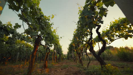 Vineyard-slider-shot-outside-landscape