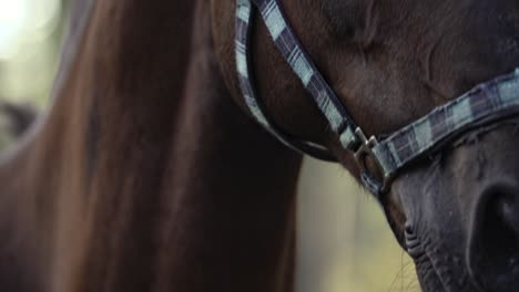 brown horse eyes close up slow motion