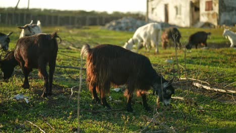 goats grazing in a field