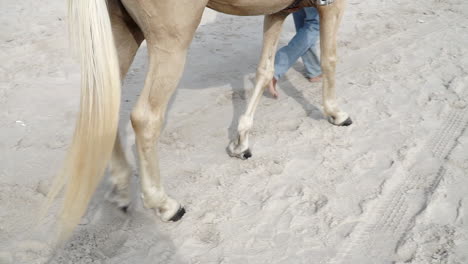 white and brown horse walking by its owner on a white sand beach leaving its footprints on the sand at a tourist destination landmark