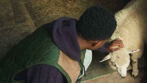 petting sheep - shepherd strokes white sheep on barn. - high angle shot