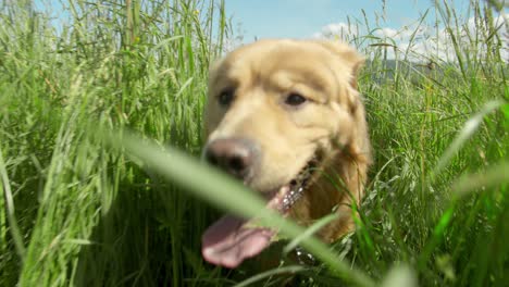 golden retriever dog running through a field of tall grass