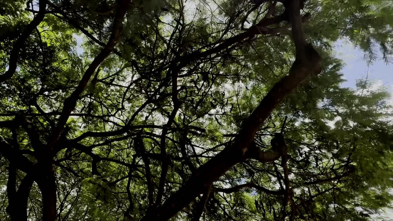 Sunbeams breakthrough tall tree branches, nature, warm weather outdoors