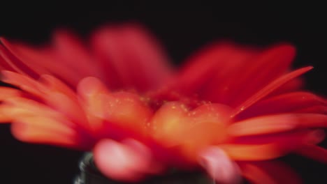 a red flower with blooming petals spins in a circular motion