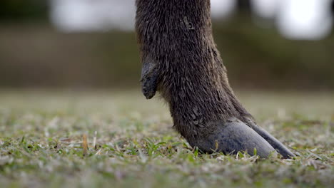 Dirty-Sika-deer-hoof-in-Nara-park-moving-right,-close-up