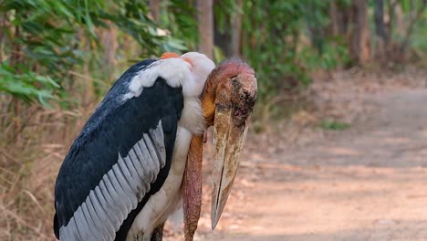 un gran pájaro de la familia de las cigüeñas común en el sur de asia y ahora en peligro de extinción debido a la pérdida de hábitat