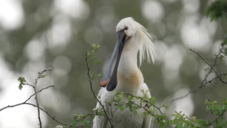 quirky looking eurasian spoonbill snapping its bill and grooming itself