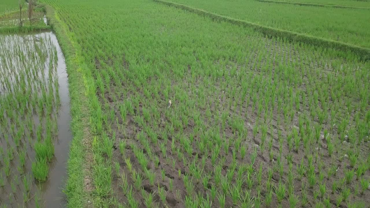 Ripresa orbitale di un uccello Ardeidae che cammina in cerca di cibo al centro di una risaia