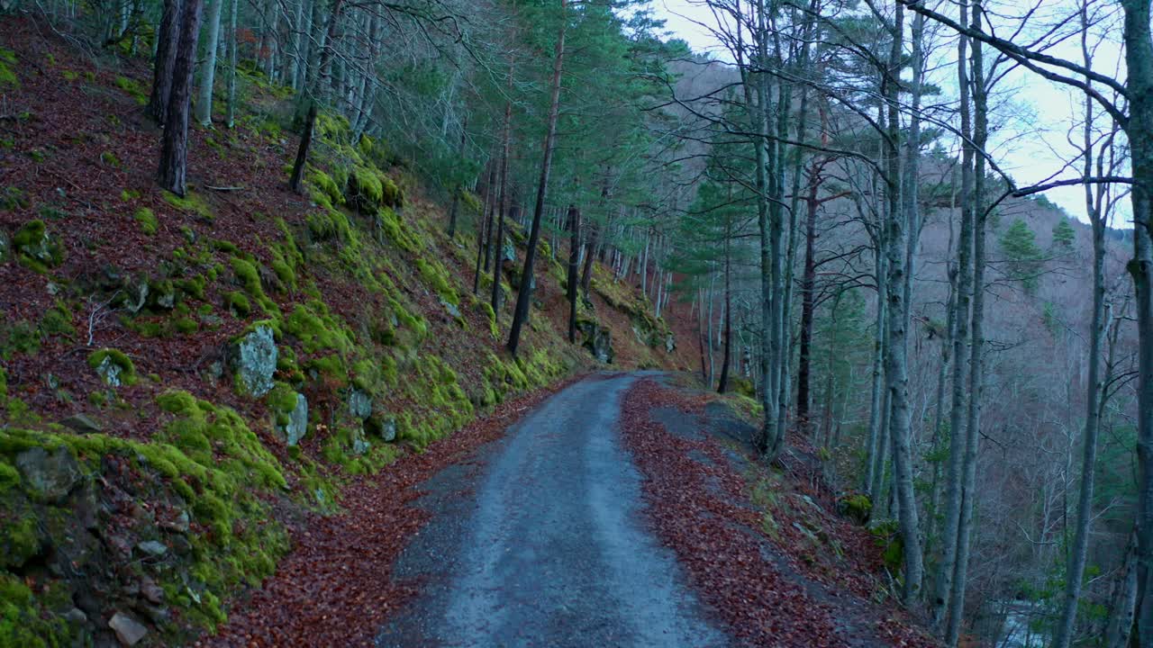 un sentiero nella foresta la sera
