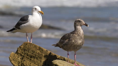 gaivotas em pé na rocha do oceano com ondas do mar batendo ao fundo