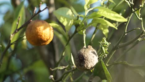 ripe and rotten lemon on lemon tree branch on sunny day